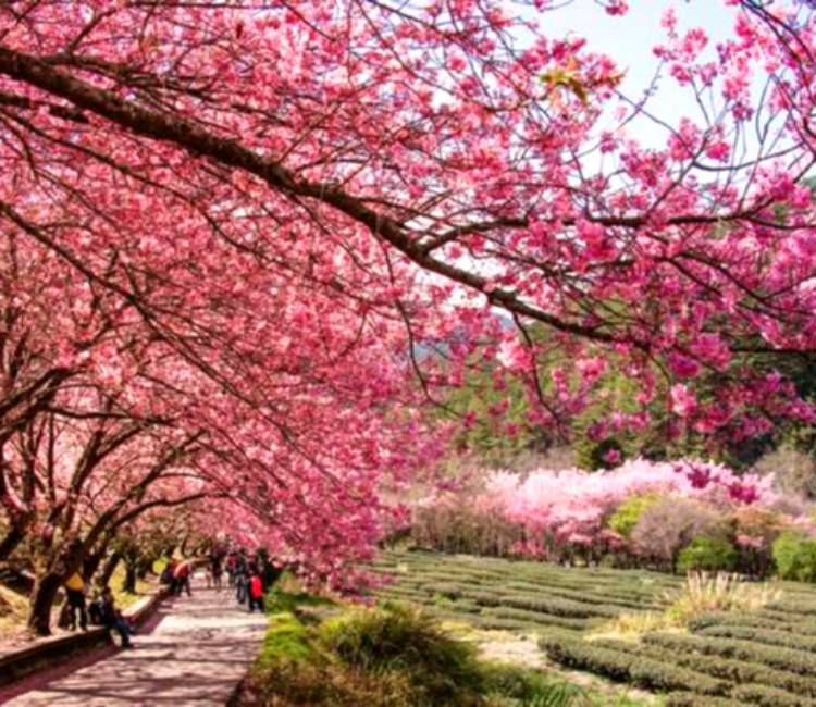 武陵農場